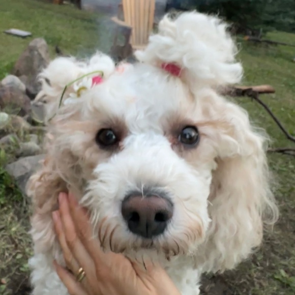 Meet your Posher, Stania - Picture 1 of 1